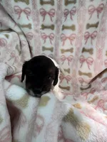 Mindy, a female Miniature Dachshund for sale in Sherman, TX – 3 of 7