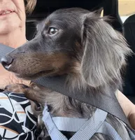 Goose, a male Miniature Dachshund for sale in Sherman, TX – 3 of 7