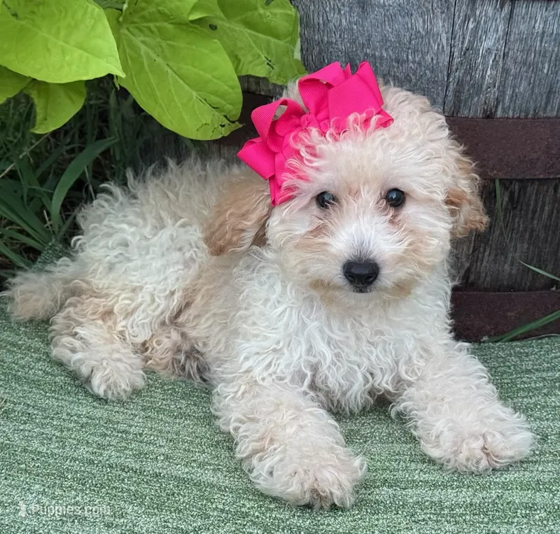 Trixie R – Poodle - Toy  puppy for sale in Sherman, TX
