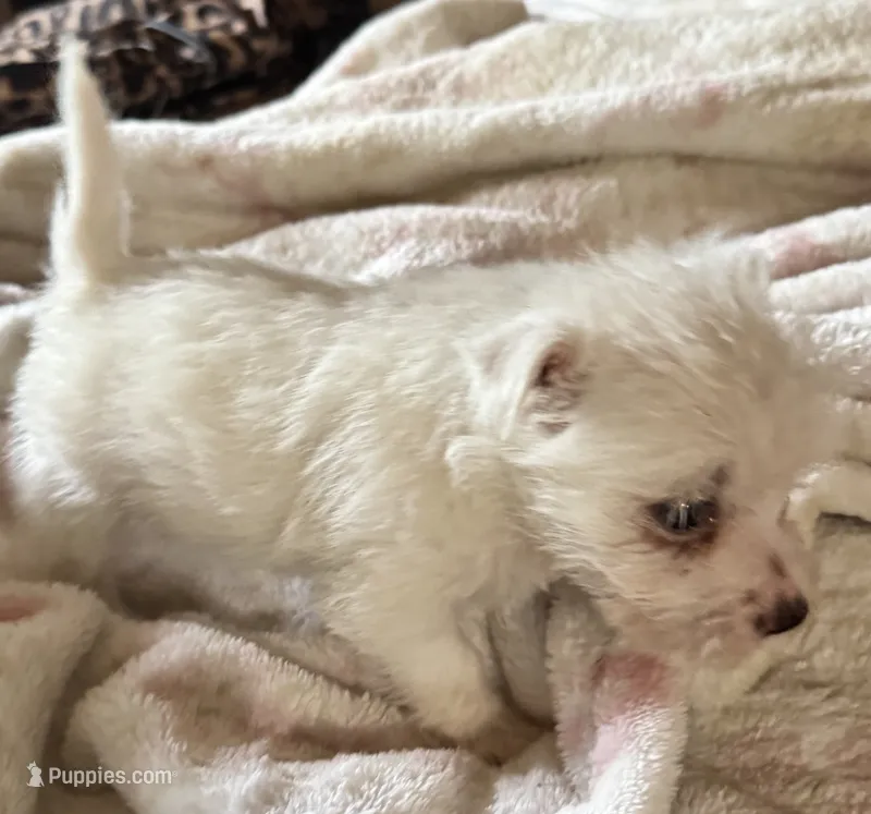 Sugar – West Highland White Terrier puppy for sale in Sherman, TX