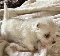 Sugar, a female West Highland White Terrier for sale in Sherman, TX – 1 of 3