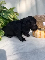 Goose, a male Miniature Dachshund for sale in Sherman, TX – 5 of 7