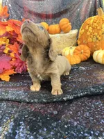Maverick , a male Miniature Dachshund for sale in Sherman, TX – 3 of 9