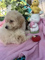 Trixie R, a female Poodle - Toy  for sale in Sherman, TX – 2 of 5