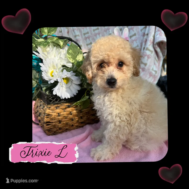 Trixie L, a female Poodle - Toy  for sale in Sherman, TX – 1 of 5