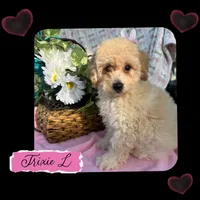 Trixie L, a female Poodle - Toy  for sale in Sherman, TX – 1 of 5