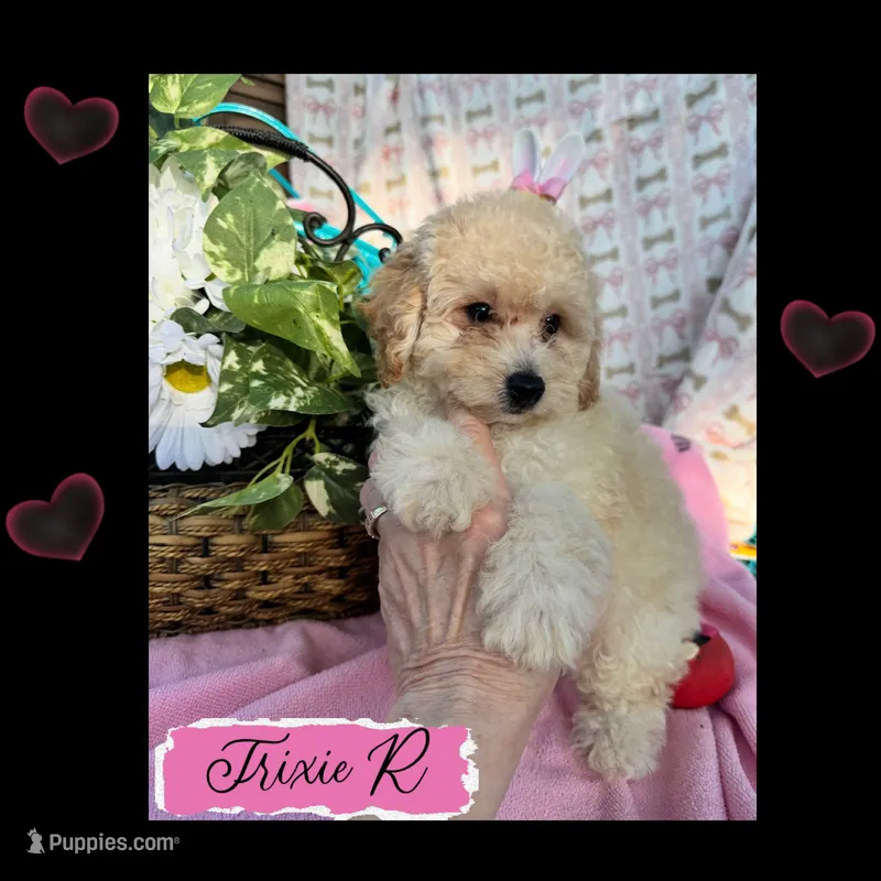 Trixie R – Poodle - Toy  puppy for sale in Sherman, TX