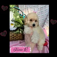 Trixie R, a female Poodle - Toy  for sale in Sherman, TX – 1 of 5