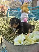 Fritz, a male Miniature Dachshund for sale in Sherman, TX – Photo 6 of 8