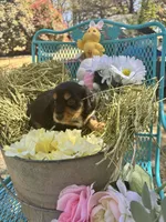 Fritz, a male Miniature Dachshund for sale in Sherman, TX – Photo 8 of 8