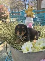 Fritz, a male Miniature Dachshund for sale in Sherman, TX – Photo 7 of 8