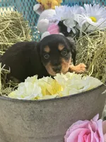 Fritz, a male Miniature Dachshund for sale in Sherman, TX – Photo 4 of 8