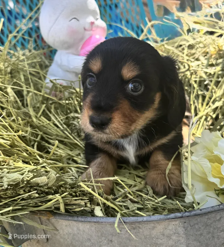 Fritz, a male Miniature Dachshund for sale in Sherman, TX – Photo 1 of 8