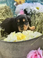 Fritz, a male Miniature Dachshund for sale in Sherman, TX – Photo 5 of 8
