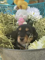 Fritz, a male Miniature Dachshund for sale in Sherman, TX – Photo 2 of 8