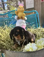 Fritz, a male Miniature Dachshund for sale in Sherman, TX – Photo 3 of 8