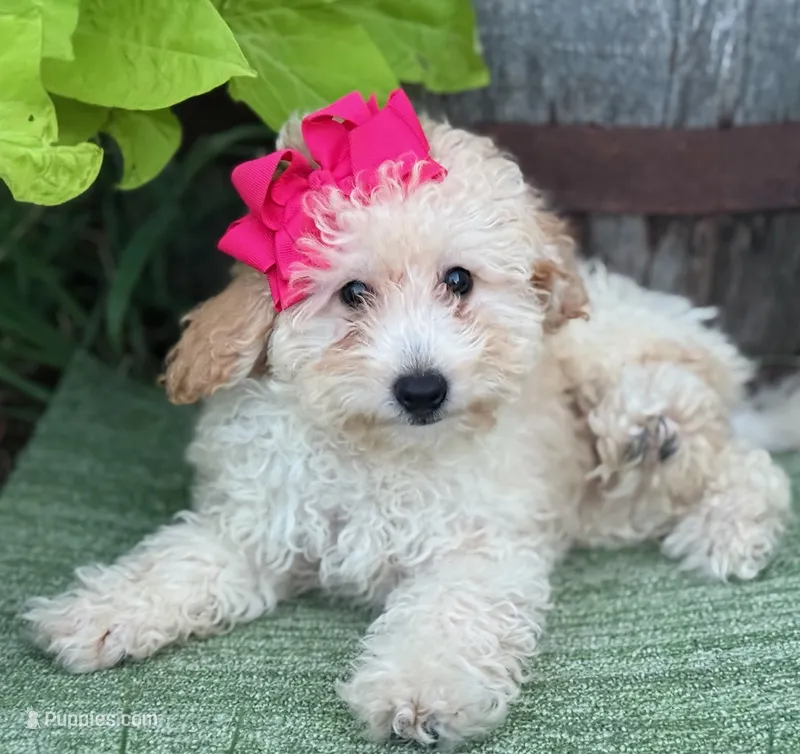 Trixie R – Poodle - Toy  puppy for sale in Sherman, TX