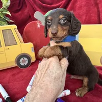 Coach, a male Miniature Dachshund for sale in Sherman, TX – 1 of 5