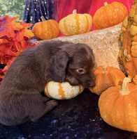 Allie, a female Miniature Dachshund for sale in Sherman, TX – 7 of 8