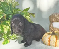 Goose, a male Miniature Dachshund for sale in Sherman, TX – 1 of 7