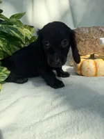 Goose, a male Miniature Dachshund for sale in Sherman, TX – 4 of 7