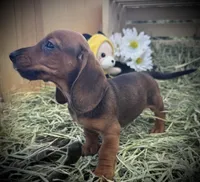 Junebug, a female Miniature Dachshund for sale in Sherman, TX – Photo 2 of 4