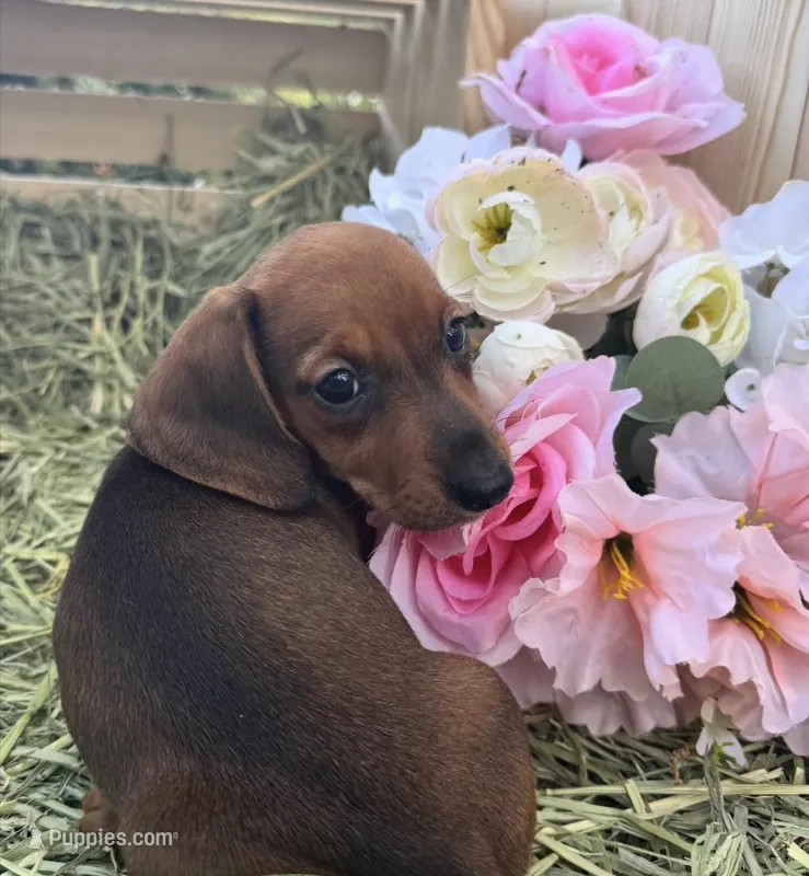 Junebug – Miniature Dachshund puppy for sale in Sherman, TX
