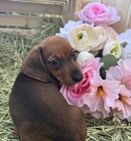 Junebug, a female Miniature Dachshund for sale in Sherman, TX – Photo 1 of 4