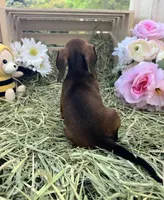 Junebug, a female Miniature Dachshund for sale in Sherman, TX – Photo 4 of 4