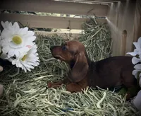 Junebug, a female Miniature Dachshund for sale in Sherman, TX – Photo 3 of 4