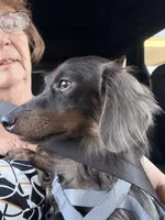 Maverick , a male Miniature Dachshund for sale in Sherman, TX – 9 of 9