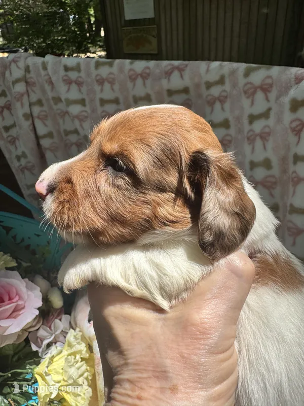 Waylon – Miniature Dachshund puppy for sale in Sherman, TX