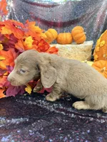 Maverick , a male Miniature Dachshund for sale in Sherman, TX – 6 of 9