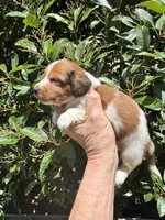 Princess Posey, a female Miniature Dachshund for sale in Sherman, TX – 3 of 7