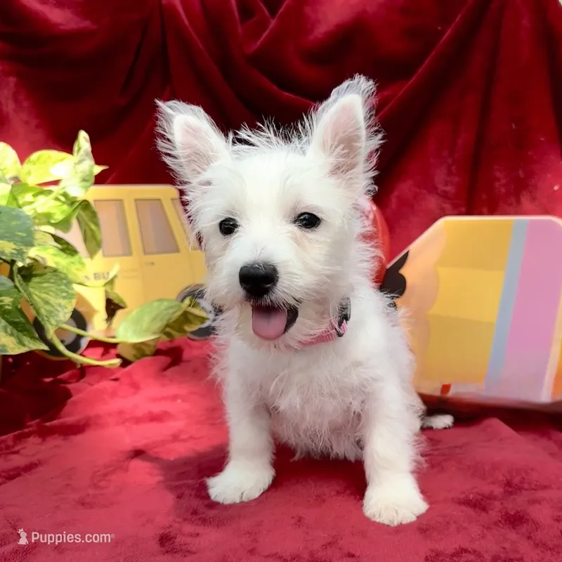 Sugar – West Highland White Terrier puppy for sale in Sherman, TX