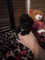 Maisie Baby Boy, a male Poodle - Toy  for sale in Sherman, TX – Photo 2 of 3