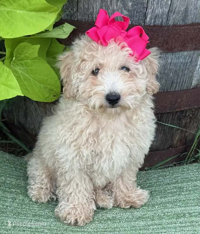 Trixie L – Poodle - Toy  puppy for sale in Sherman, TX