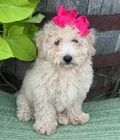 Trixie L, a female Poodle - Toy  for sale in Sherman, TX – 1 of 8