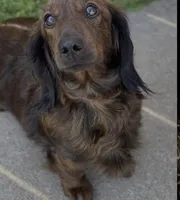 Maverick , a male Miniature Dachshund for sale in Sherman, TX – 7 of 9