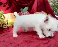 Sugar, a female West Highland White Terrier for sale in Sherman, TX – 5 of 8