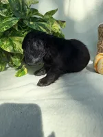 Goose, a male Miniature Dachshund for sale in Sherman, TX – 6 of 7