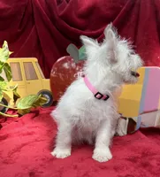 Sugar, a female West Highland White Terrier for sale in Sherman, TX – 4 of 8