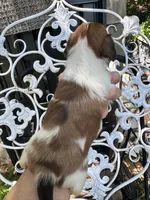 Princess Posey, a female Miniature Dachshund for sale in Sherman, TX – 5 of 7