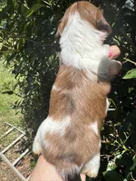 Princess Posey, a female Miniature Dachshund for sale in Sherman, TX – 1 of 7