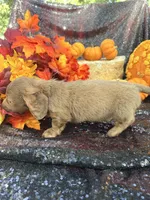 Maverick , a male Miniature Dachshund for sale in Sherman, TX – 4 of 9