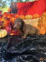 Allie, a female Miniature Dachshund for sale in Sherman, TX – 8 of 8
