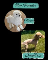 Trixie R, a female Poodle - Toy  for sale in Sherman, TX – 5 of 5