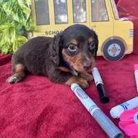 Coach, a male Miniature Dachshund for sale in Sherman, TX – 5 of 5