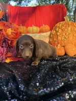 Allie, a female Miniature Dachshund for sale in Sherman, TX – 5 of 8
