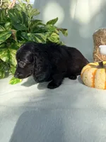 Goose, a male Miniature Dachshund for sale in Sherman, TX – 7 of 7